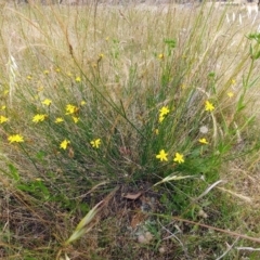 Tricoryne elatior at Hawker, ACT - 6 Dec 2021