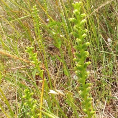 Microtis sp. (Onion Orchid) at Hawker, ACT - 6 Dec 2021 by sangio7