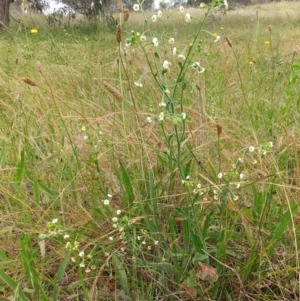 Hackelia suaveolens at Hawker, ACT - 6 Dec 2021 02:47 PM