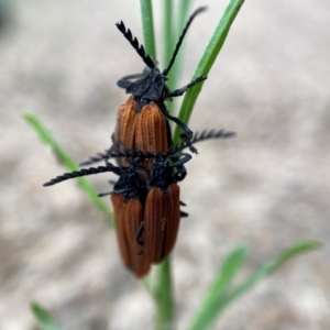 Porrostoma rhipidium at Duffy, ACT - 7 Dec 2021