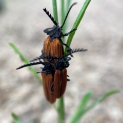 Porrostoma rhipidium (Long-nosed Lycid (Net-winged) beetle) at Holder Wetlands - 7 Dec 2021 by AJB