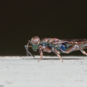 Cleonyminae (subfamily) at Acton, ACT - 7 Dec 2021 09:52 AM