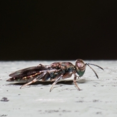 Cleonyminae (subfamily) at Acton, ACT - 7 Dec 2021