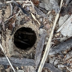 Portacosa cinerea (Grey wolf spider) at Holder Wetlands - 7 Dec 2021 by AJB