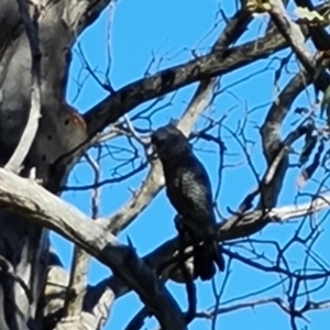 Callocephalon fimbriatum at O'Malley, ACT - 30 Nov 2021