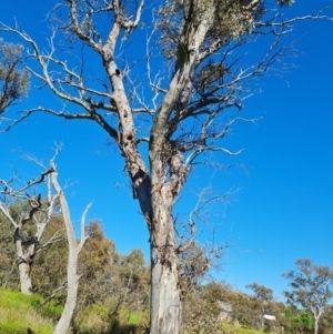 Callocephalon fimbriatum at O'Malley, ACT - suppressed