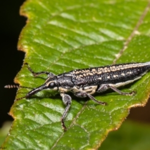 Rhinotia adelaidae at Acton, ACT - 7 Dec 2021