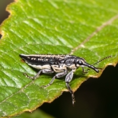 Rhinotia adelaidae at Acton, ACT - 7 Dec 2021