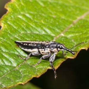 Rhinotia adelaidae at Acton, ACT - 7 Dec 2021