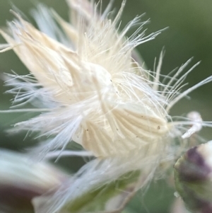 Rytidosperma sp. at Holder, ACT - 7 Dec 2021