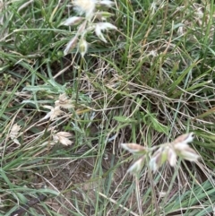 Rytidosperma sp. at Holder, ACT - 7 Dec 2021