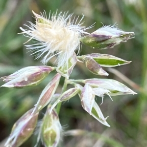 Rytidosperma sp. at Holder, ACT - 7 Dec 2021 02:37 PM