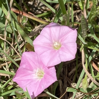 Convolvulus angustissimus subsp. angustissimus (Australian Bindweed) at Holder Wetlands - 7 Dec 2021 by AJB