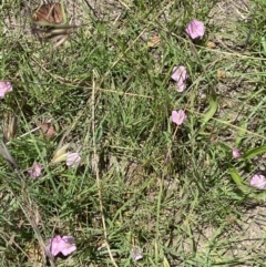 Convolvulus angustissimus subsp. angustissimus at Duffy, ACT - 7 Dec 2021 11:52 AM