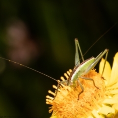 Conocephalomima barameda (False Meadow Katydid, Barameda) at ANBG - 6 Dec 2021 by Roger