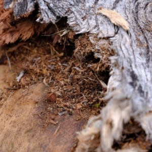 Papyrius nitidus at Coree, ACT - suppressed