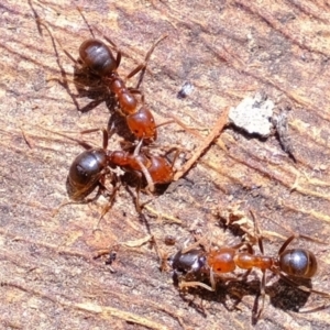 Papyrius nitidus at Coree, ACT - suppressed