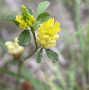 Trifolium campestre at Duffy, ACT - 7 Dec 2021