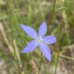 Wahlenbergia stricta subsp. stricta (Tall Bluebell) at Holder Wetlands - 7 Dec 2021 by AJB