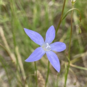 Wahlenbergia stricta subsp. stricta at Holder, ACT - 7 Dec 2021