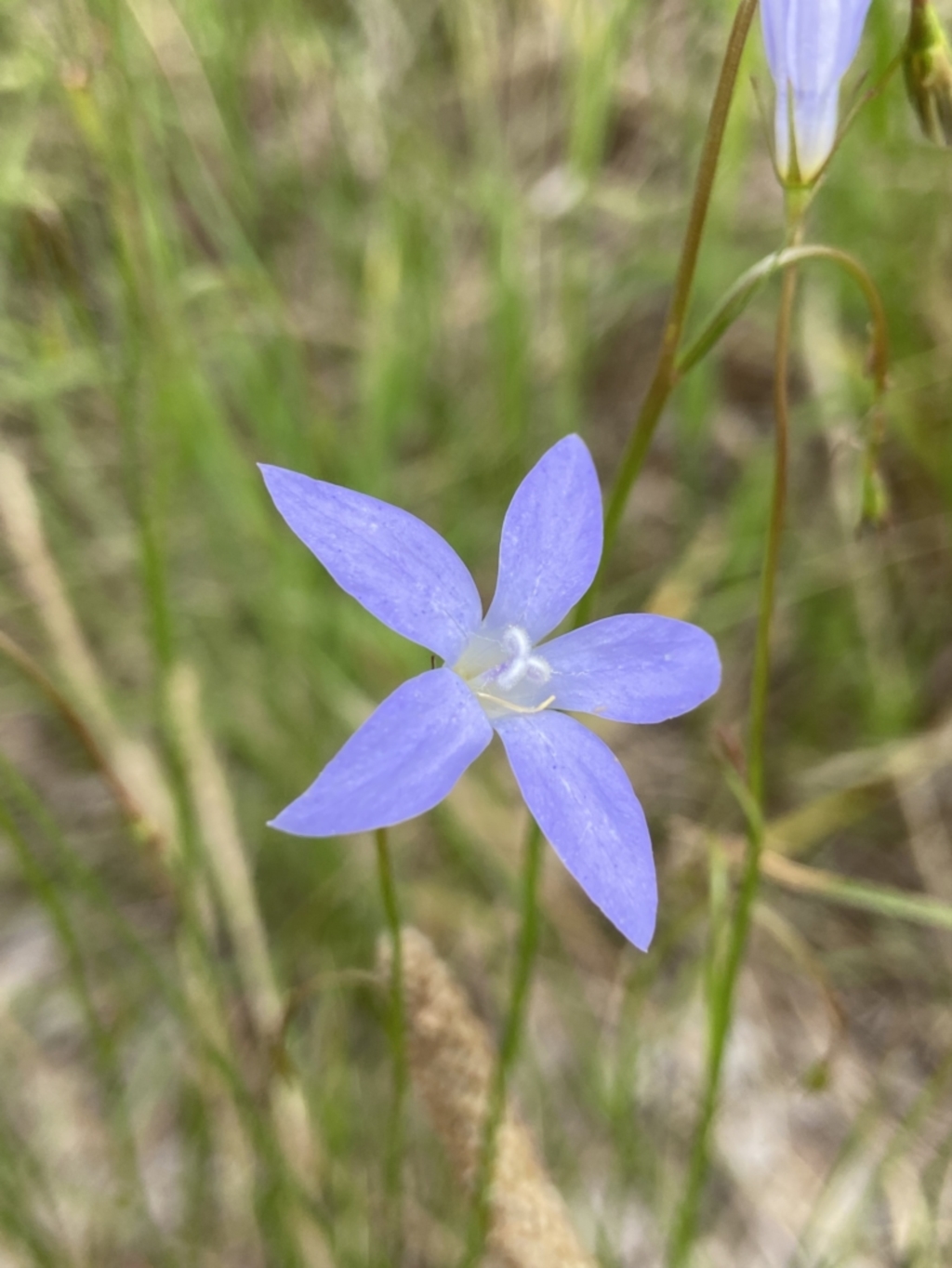 Wahlenbergia stricta subsp. stricta at Holder, ACT - 7 Dec 2021