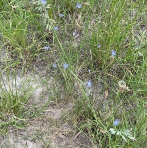 Wahlenbergia stricta subsp. stricta at Holder, ACT - 7 Dec 2021