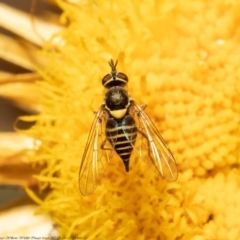 Australiphthiria hilaris (Slender Bee Fly) at Black Mountain - 7 Dec 2021 by Roger