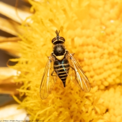 Australiphthiria hilaris (Slender Bee Fly) at Black Mountain - 7 Dec 2021 by Roger