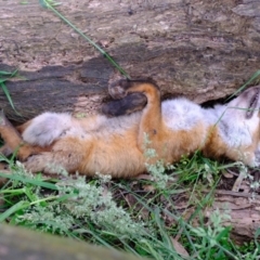 Vulpes vulpes (Red Fox) at Ginninderry Conservation Corridor - 7 Dec 2021 by Kurt