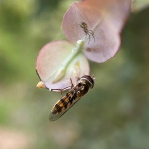 Simosyrphus grandicornis at Holder, ACT - 7 Dec 2021