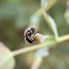 Unidentified Other true fly at Holder Wetlands - 7 Dec 2021 by AJB