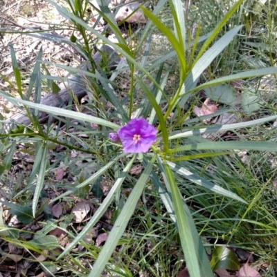 Solanum linearifolium (Kangaroo Apple) at Banksia Street Wetland Corridor - 6 Dec 2021 by petaurus