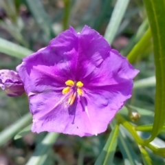 Solanum linearifolium at O'Connor, ACT - 7 Dec 2021 10:41 AM