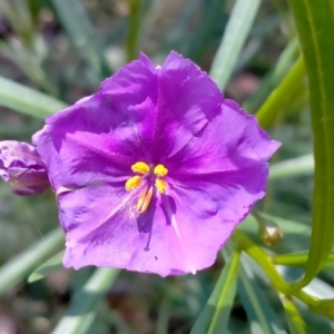 Solanum linearifolium at O'Connor, ACT - 7 Dec 2021 10:41 AM