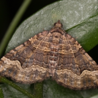 Epyaxa subidaria (Subidaria Moth) at Melba, ACT - 2 Oct 2021 by kasiaaus
