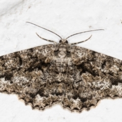 Unplaced externaria (Mahogany Bark Moth) at Melba, ACT - 4 Oct 2021 by kasiaaus