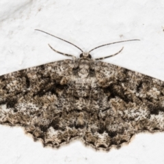 Unplaced externaria (Mahogany Bark Moth (formerly Hypomecis externaria)) at Melba, ACT - 4 Oct 2021 by kasiaaus