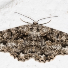 Unplaced externaria (Mahogany Bark Moth (formerly Hypomecis externaria)) at Melba, ACT - 3 Oct 2021 by kasiaaus