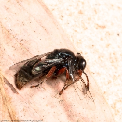 Sericophorus sp. (genus) (Sand wasp) at Acton, ACT - 6 Dec 2021 by Roger