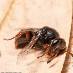 Sericophorus sp. (genus) at Acton, ACT - 7 Dec 2021