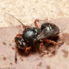 Sericophorus sp. (genus) at Acton, ACT - 7 Dec 2021