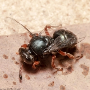 Sericophorus sp. (genus) at Acton, ACT - 7 Dec 2021