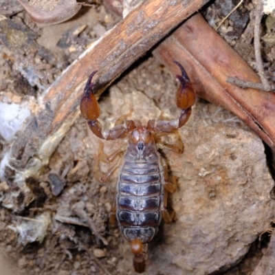 Urodacus manicatus (Black Rock Scorpion) at Coree, ACT - 7 Dec 2021 by Kurt