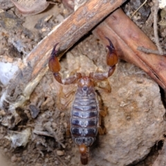 Urodacus manicatus (Black Rock Scorpion) at Ginninderry Conservation Corridor - 7 Dec 2021 by Kurt