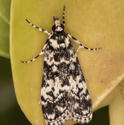 Scoparia exhibitalis (A Crambid moth) at Melba, ACT - 4 Oct 2021 by kasiaaus