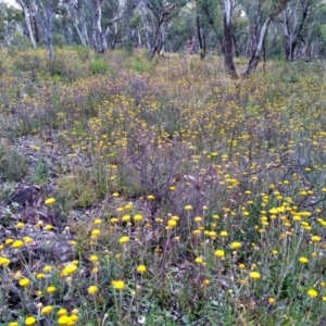 Coronidium oxylepis subsp. lanatum at O'Connor, ACT - 27 Nov 2021 12:08 PM