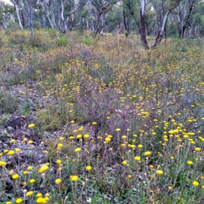 Coronidium oxylepis subsp. lanatum (Woolly Pointed Everlasting) at O'Connor, ACT - 27 Nov 2021 by petaurus