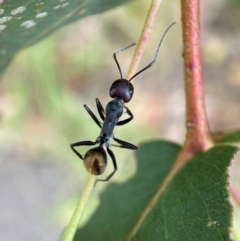 Camponotus suffusus (Golden-tailed sugar ant) at Holder, ACT - 7 Dec 2021 by AJB