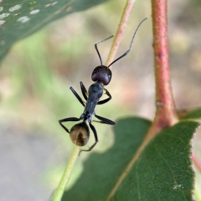 Camponotus suffusus (Golden-tailed sugar ant) at Holder Wetlands - 7 Dec 2021 by AJB
