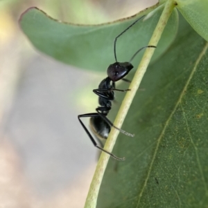 Camponotus suffusus at Holder, ACT - 7 Dec 2021